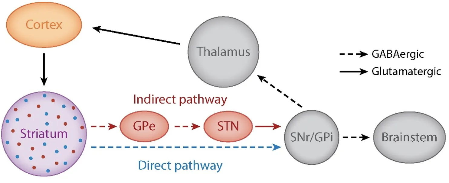 Simplified classical model of the basal ganglia. The striatum is the primary input region, receiving glutamatergic excitatory cortical projections. Its outputs diverge onto two pathways. The direct pathway projects through medium spiny neurons to the internal segment of the globus pallidus (GPi) and to the substantia nigra pars reticulata (SNr), the two principal output regions of the basal ganglia. The indirect pathway projects through medium spiny neurons first to the external segment of the globus pallidus (GPe), from where GABAergic cells contact the subthalamic nucleus (STN), the only subregion of the basal ganglia containing glutamatergic cells. The two pathways have different modulating effects on the thalamus. Notably, the thalamus projects back to the cortex, closing a cortico-striato-thalamo-cortical loop.  Original figure and adapted caption from Gunaydin and Kreitzer (2016).