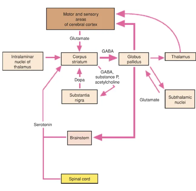 Basal ganglia pathways with the known neurotransmitters involved. Original figure from Splittgerber and Snell (2019), p. 313.