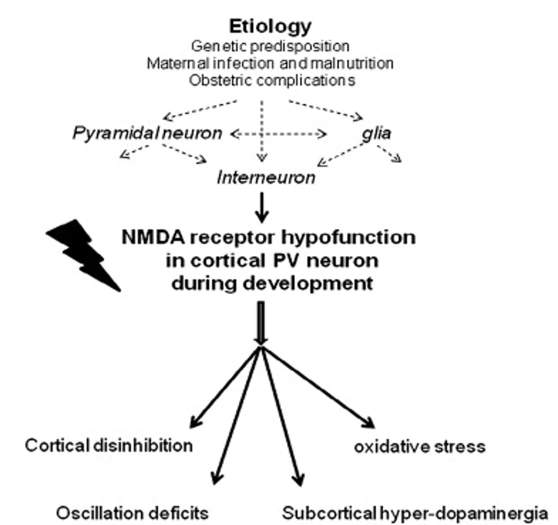 The putative role of GABAergic interneurons in schizophrenia pathophysiology. Original figure from Nakazawa et al. (2011).