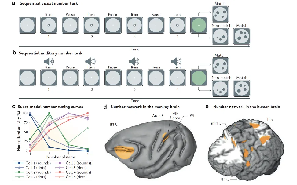 Response and location of number neurons in the primate brain. **a-b.** A sequential enumeration protocol in two different sensory modalities. In this task, items are presented over time and need to be enumerated by the subject by matching them with the right numerosity of items in the test display. The task is often used to assess how neurons encode numerosities presented over time. **c.** Supra-modal number neurons' tuning functions detected with the previous tasks. Note their preferential and decaying response, and nearly identical tuning across modalities.  **d.** Frontolateral view of a monkey brain highlighting areas of the number network with high density of number neurons. **e.** Frontolateral view of the human brain showing areas consistently activated by number processing in fMRI studies. Part **a-c** based on Nieder, 2012. Original figure and partially adapted caption from Nieder, 2016. lPFC: lateral Prefrontal Cortex; VIP: ventral intraparietal area; IPS: intraparietal sulcus; mPFC: medial Prefrontal Cortex.