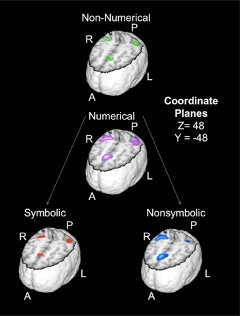 Activation Likelihood Estimations maps for different kinds of number processing. Note how there is considerable overlap between processing of non-numerical magnitudes (e.g., physical size) and numerical quantities. In the numerical subset, it can also be appreciated the greater involvement of the left hemisphere in symbolic number processing. Original figure from Sokolowski, Fias, Bosah Ononye, et al., 2017.